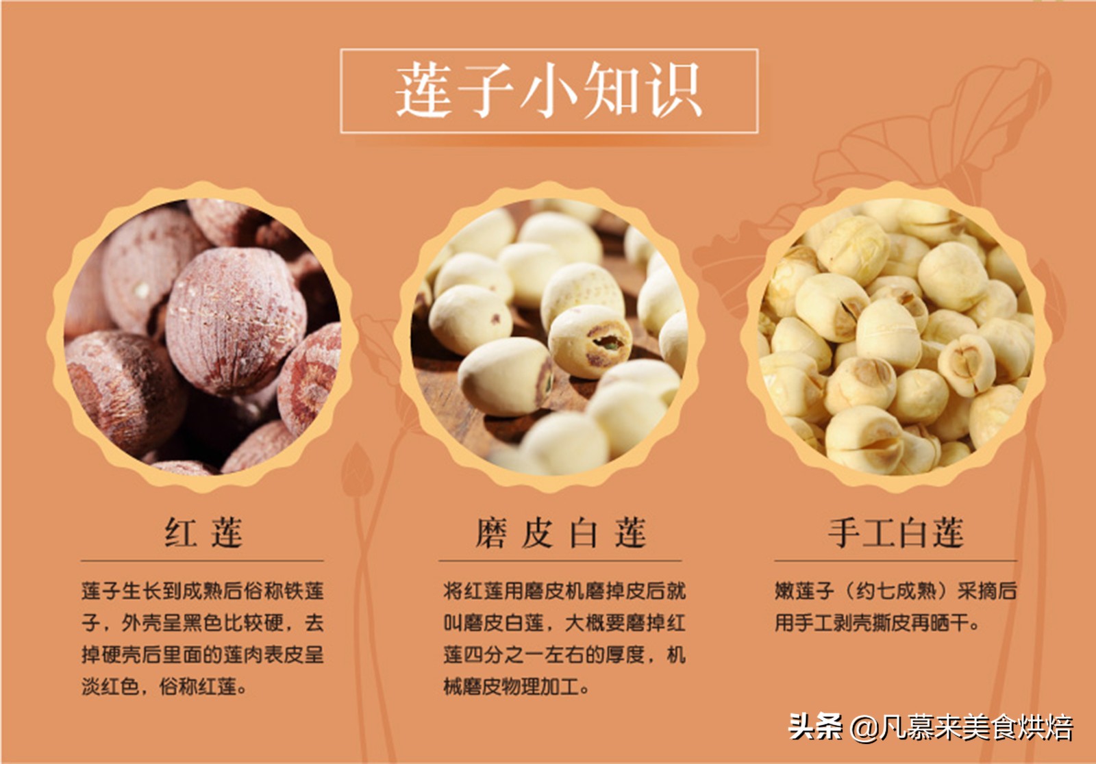 堅果類食品有哪些？25種堅果大全你都認識嗎？堅果的吃法有哪些