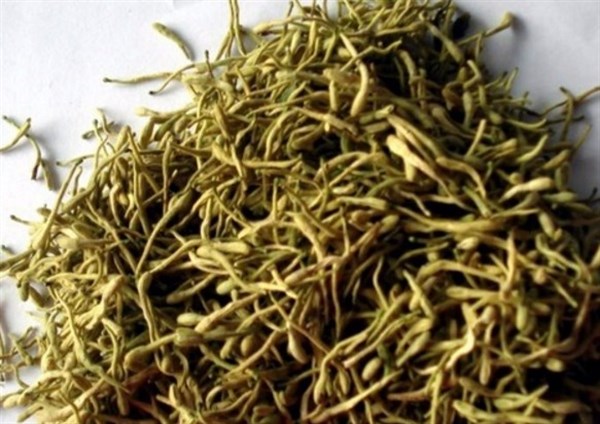 冬天常用金銀花泡水，或許可以使你收獲3個好處，早試早受益