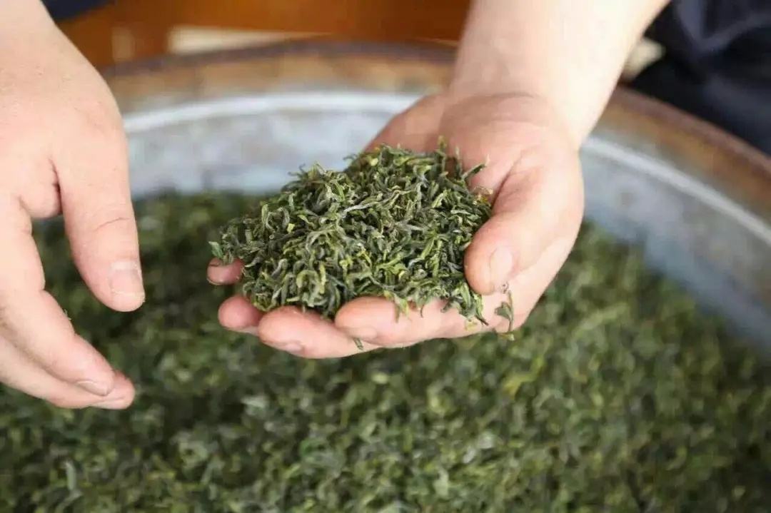 茉莉花茶有什么功效和作用(茉莉花茶有哪些禁忌)