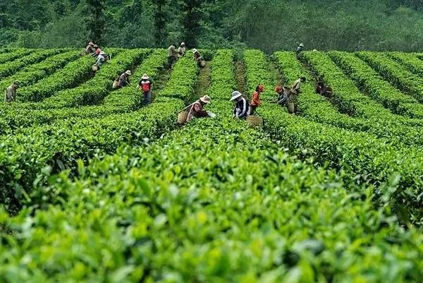 綠茶紅茶的區(qū)別是什么(紅茶綠茶制作方法有何不同)