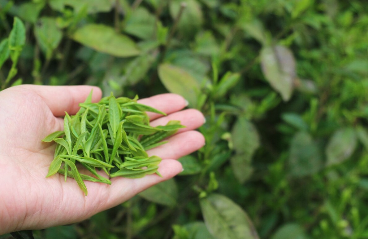 哪里的綠茶最好喝最出名(哪里的綠茶最香口感好喝又便宜)2