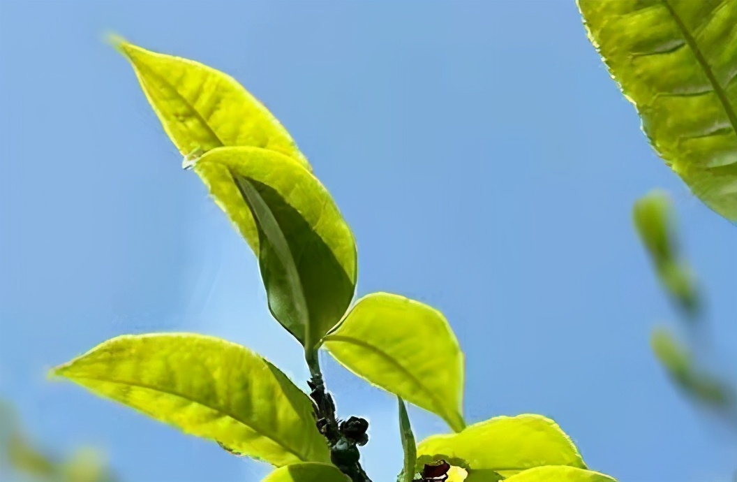 普洱茶屬于什么茶種(普洱是什么茶是紅茶綠茶還是黑茶)