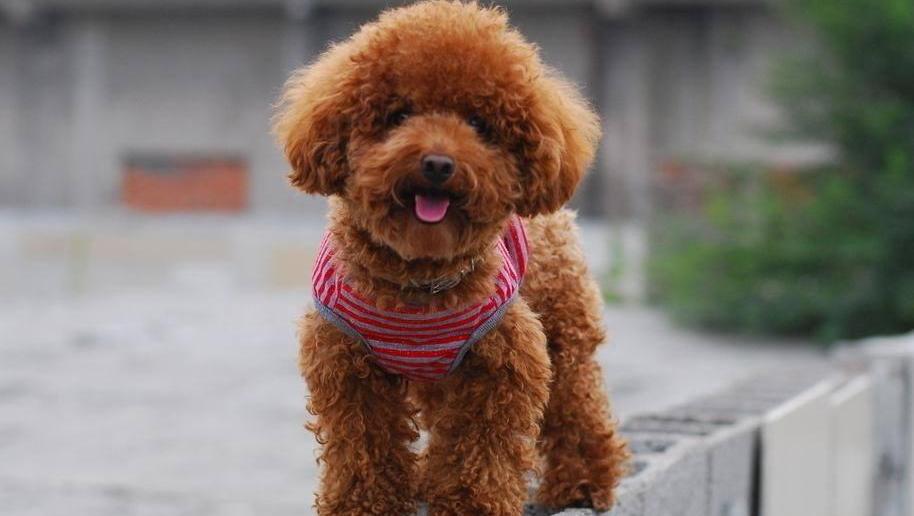 短毛小型犬有哪些品種及圖片(這幾種深受女王喜愛)