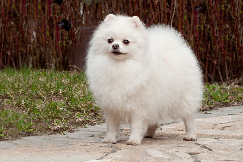 短毛小型犬有哪些品種及圖片(這幾種深受女王喜愛)