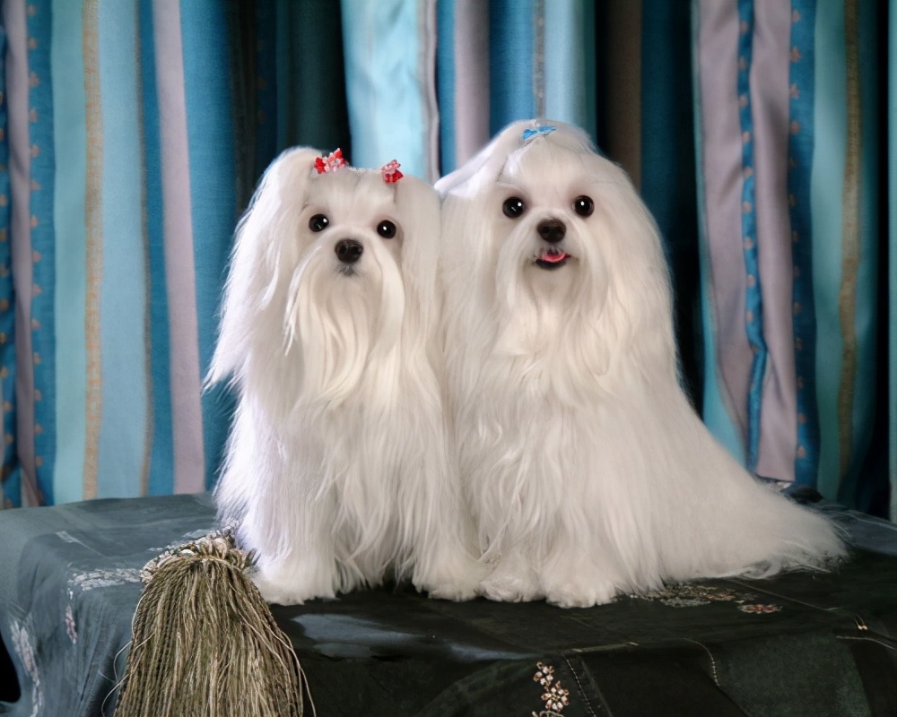短毛小型犬有哪些品種及圖片(這幾種深受女王喜愛)