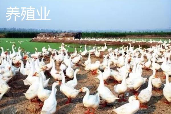 5萬(wàn)元能在農(nóng)村做些什么 6個(gè)農(nóng)村5萬(wàn)元?jiǎng)?chuàng)業(yè)項(xiàng)目推薦