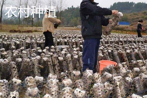 5萬(wàn)元能在農(nóng)村做些什么 6個(gè)農(nóng)村5萬(wàn)元?jiǎng)?chuàng)業(yè)項(xiàng)目推薦