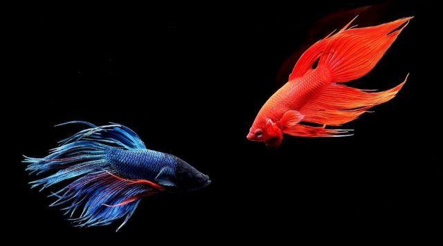 沒(méi)有大魚(yú)缸不要緊，養(yǎng)這些品種的觀賞魚(yú)，小魚(yú)缸一樣能養(yǎng)好