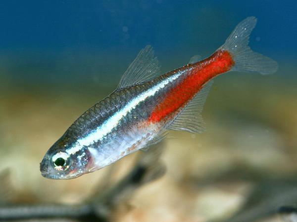沒(méi)有大魚(yú)缸不要緊，養(yǎng)這些品種的觀賞魚(yú)，小魚(yú)缸一樣能養(yǎng)好