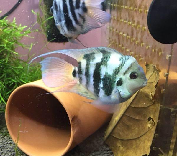 沒(méi)有大魚(yú)缸不要緊，養(yǎng)這些品種的觀賞魚(yú)，小魚(yú)缸一樣能養(yǎng)好