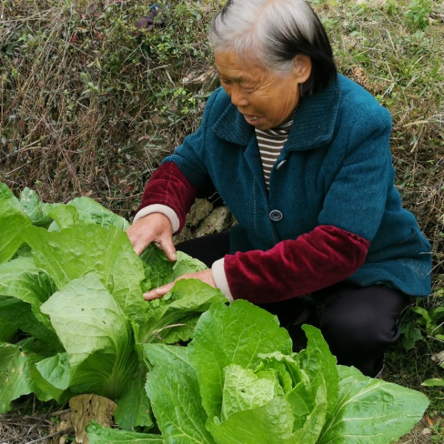 兩名“80后”創(chuàng)業(yè)故事:“扶貧菜”讓空巢老人過(guò)上好日子