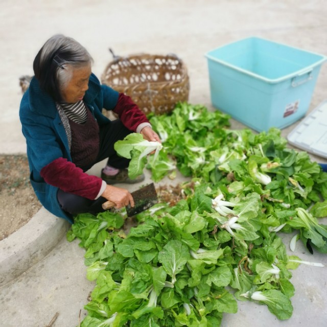兩名“80后”創(chuàng)業(yè)故事:“扶貧菜”讓空巢老人過(guò)上好日子