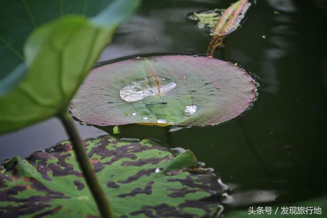 宏村旅游攻略超詳細(xì)（水墨宏村旅行最全攻略）(4)